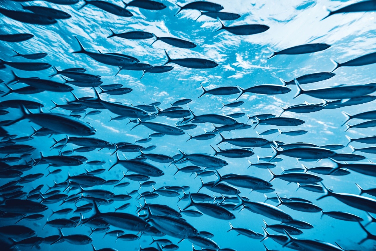 Economic Valuation of the Ecosystem Services provided by Blue Economy Ecosystems in the Dominican Republic