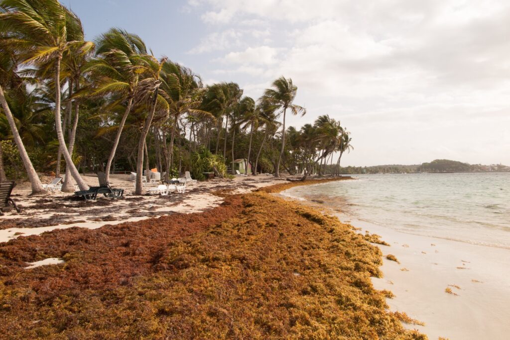 Evaluación del impacto económico de las mareas de sargazo en las costas dominicanas