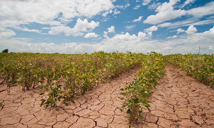 Impactos transfronterizos del cambio climático en España. Agricultura (lote 1); y Comercio Internacional e Inversión Directa (lote 2)
