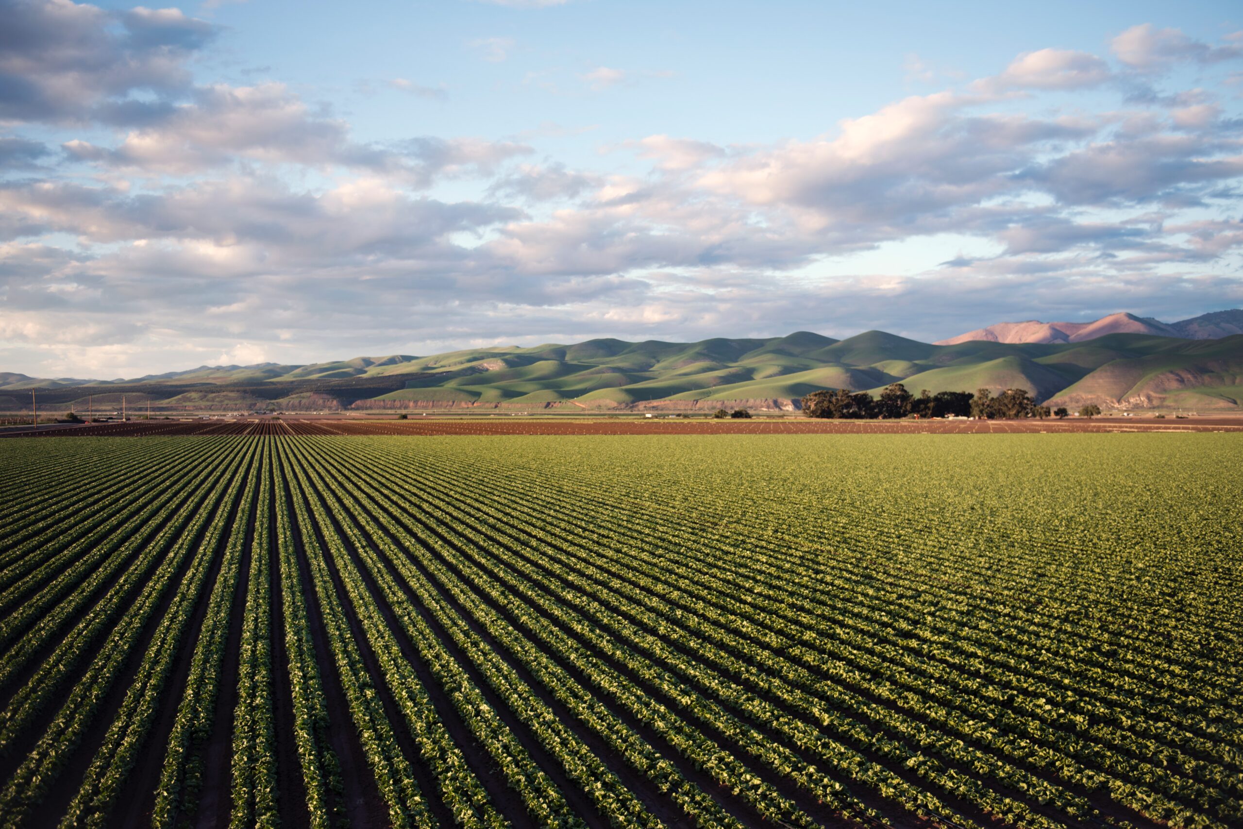 India Country Climate and Development Report (CCDR) – Agriculture Chapter